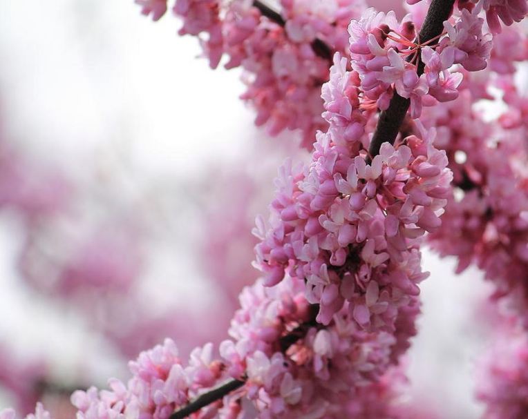 Cherry blossom - photography print by Angela Murdock